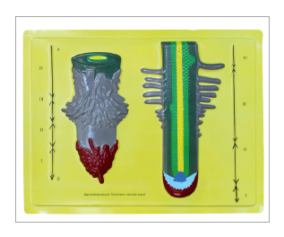 KABARTMA KÖK LEVHASI