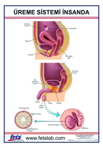ÜREME SİSTEMİ LEVHASI (İNSANDA)