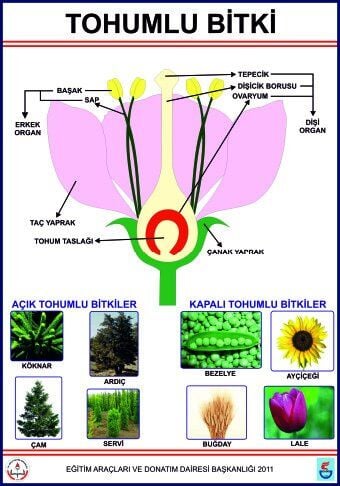 TOHUMLU BİTKİLER LEVHASI