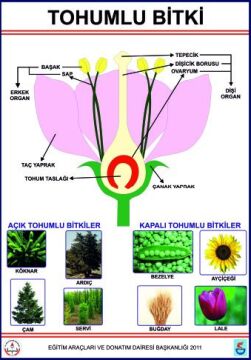 TOHUMLU BİTKİLER LEVHASI