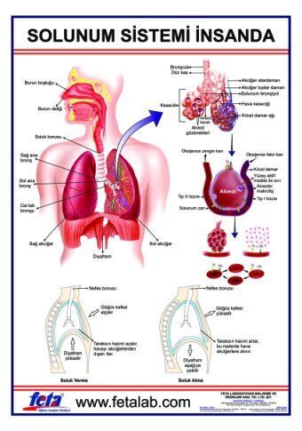 SOLUNUM SİSTEMİ LEVHASI (İNSANDA)
