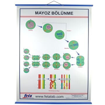 MAYOZ BÖLÜNEYENİ  LEVHASI