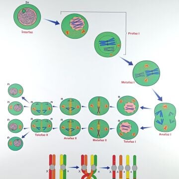 MAYOZ BÖLÜNEYENİ  LEVHASI