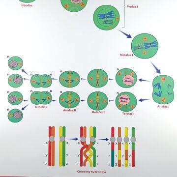 MAYOZ BÖLÜNEYENİ  LEVHASI