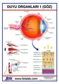 DUYU ORGANLARI 1 LEVHASI (GÖZ)
