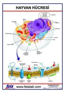 HAYVAN HÜCRESİ LEVHASI