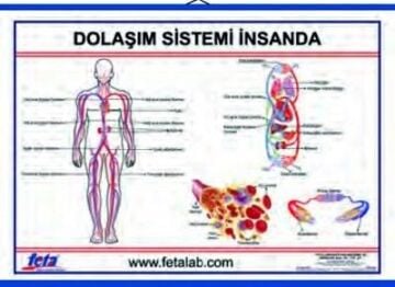 DOLAŞIM SİSTEMİ LEVHASI (İNSANDA)