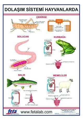 DOLAŞIM SİSTEMİ LEVHASI (HAYVANLARDA)