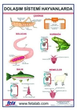 DOLAŞIM SİSTEMİ LEVHASI (HAYVANLARDA)