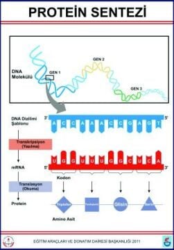 PROTEİN SENTEZİ LEVHASI (70X100 CM)