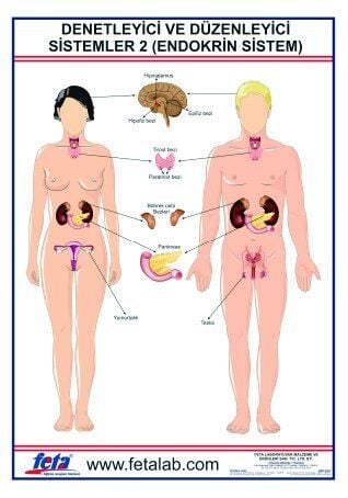 DENETLEYİCİ VE DÜZENLEYİCİ SİSTEM LEVHASI  (ENDOKRİN SİSTEM)''