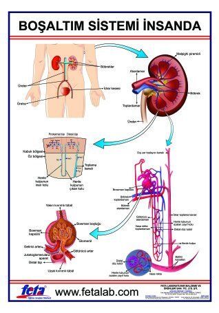 BOŞALTIM SİSTEMİ LEVHASI İNSANDA