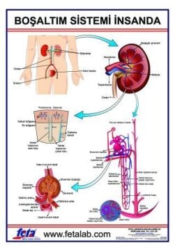 BOŞALTIM SİSTEMİ LEVHASI İNSANDA
