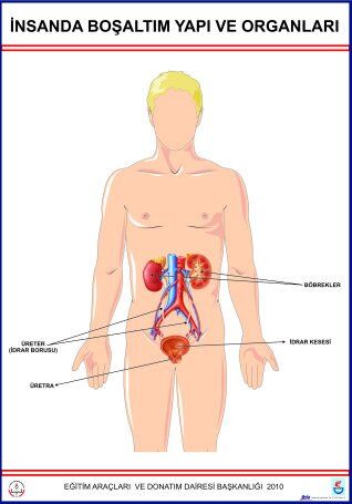 BOŞALTIM SİSTEMİ LEVHASI İNSANDA 2