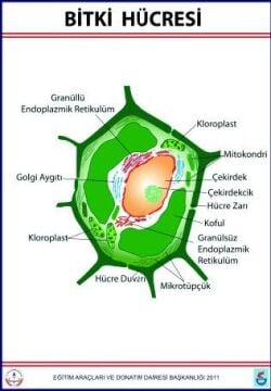 BİTKİ HÜCRESİ LEVHASI (70X100 CM)