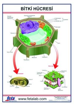 BİTKİ HÜCRESİ LEVHASI