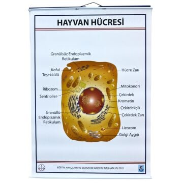 HAYVAN HÜCRESİ LEVHASI (70X100 CM)