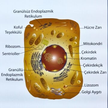 HAYVAN HÜCRESİ LEVHASI (70X100 CM)