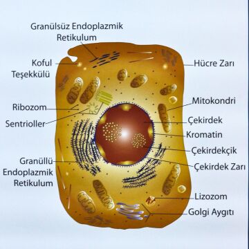 HAYVAN HÜCRESİ LEVHASI (70X100 CM)