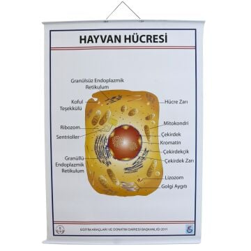 HAYVAN HÜCRESİ LEVHASI (70X100 CM)