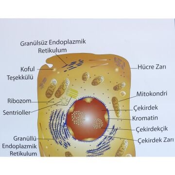 HAYVAN HÜCRESİ LEVHASI (70X100 CM)