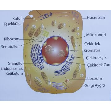 HAYVAN HÜCRESİ LEVHASI (70X100 CM)