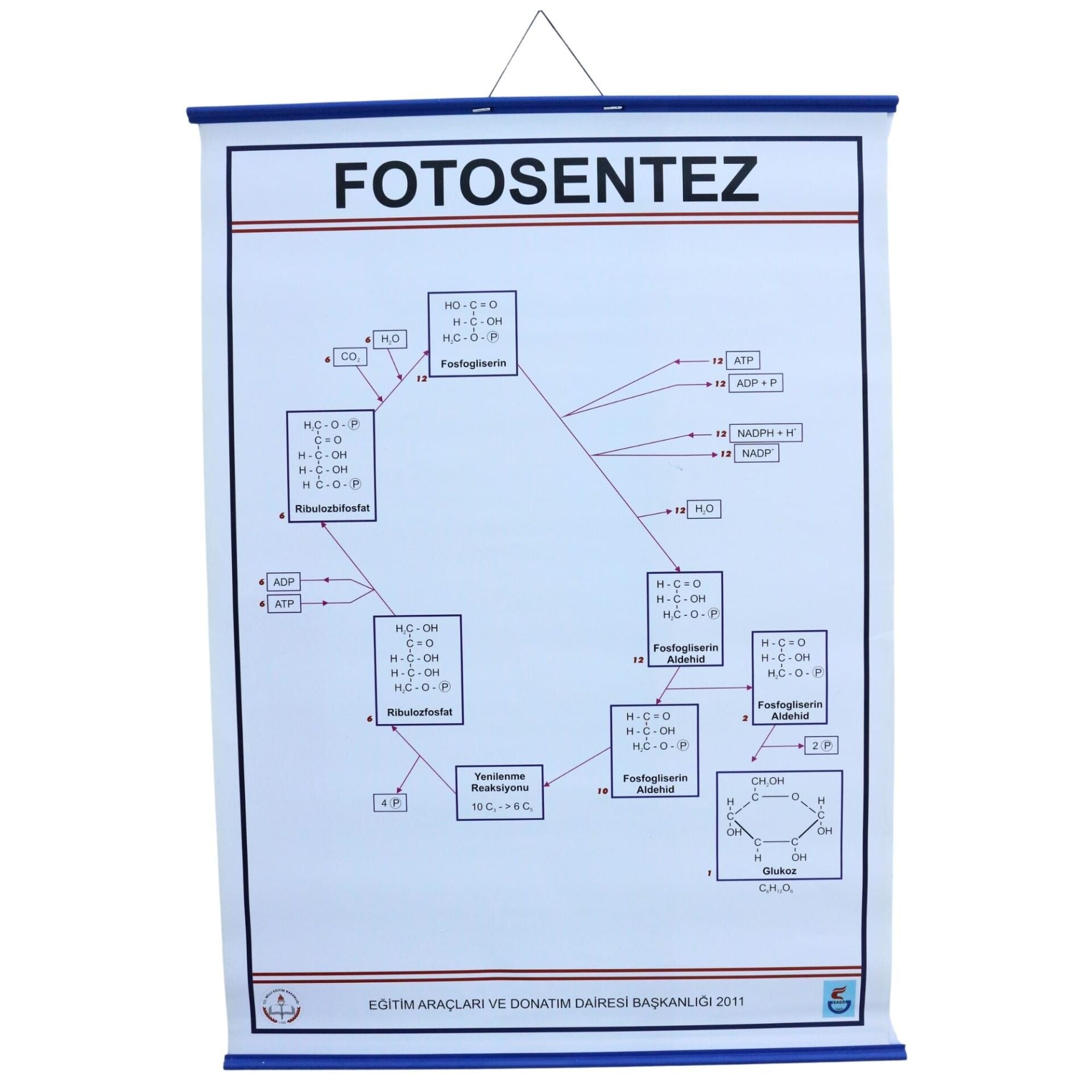 FOTOSENTEZ LEVHASI