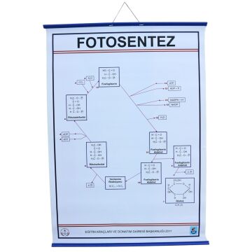 FOTOSENTEZ LEVHASI