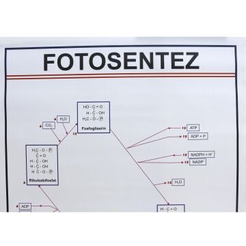 FOTOSENTEZ LEVHASI