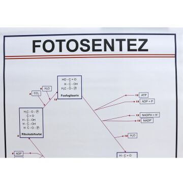 FOTOSENTEZ LEVHASI
