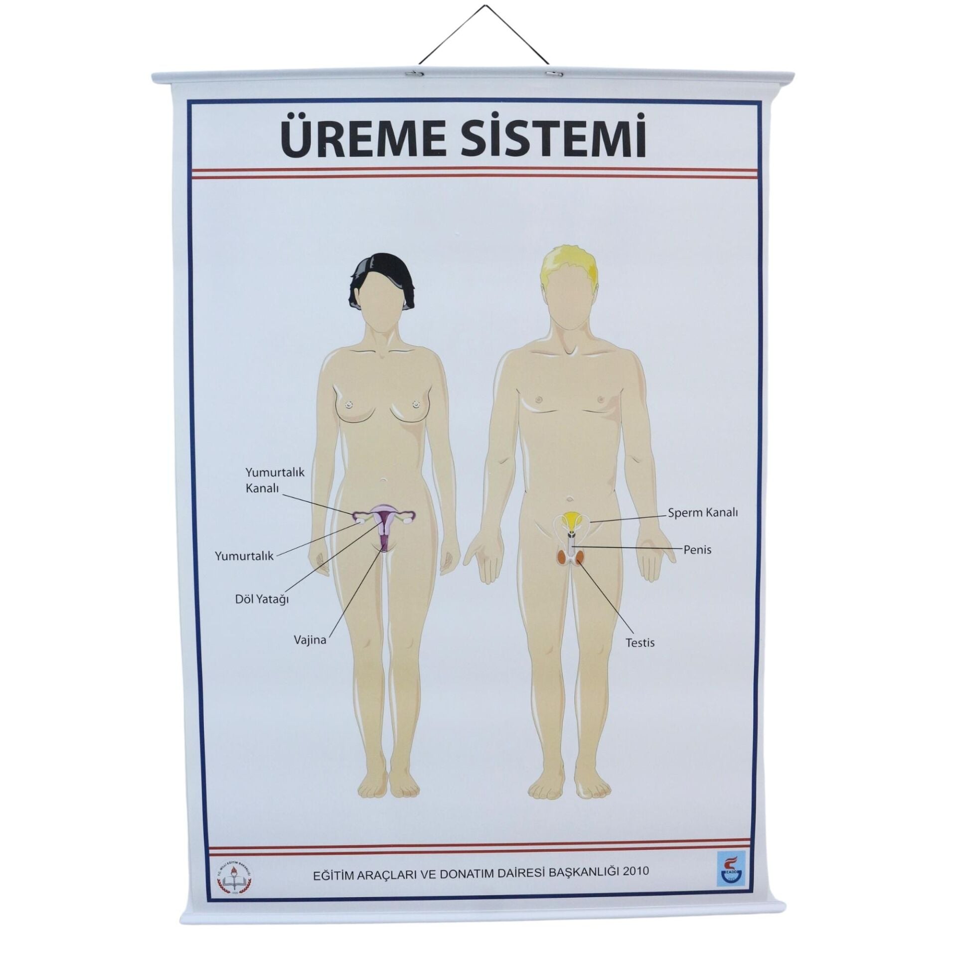ÜREME SİSTEMİ LEVHASI (70X100 CM)