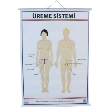 ÜREME SİSTEMİ LEVHASI (70X100 CM)