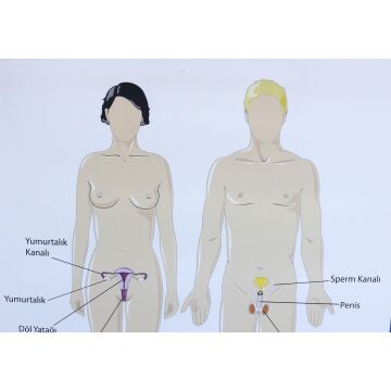 ÜREME SİSTEMİ LEVHASI (70X100 CM)