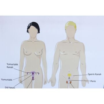 ÜREME SİSTEMİ LEVHASI (70X100 CM)