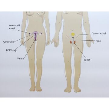 ÜREME SİSTEMİ LEVHASI (70X100 CM)