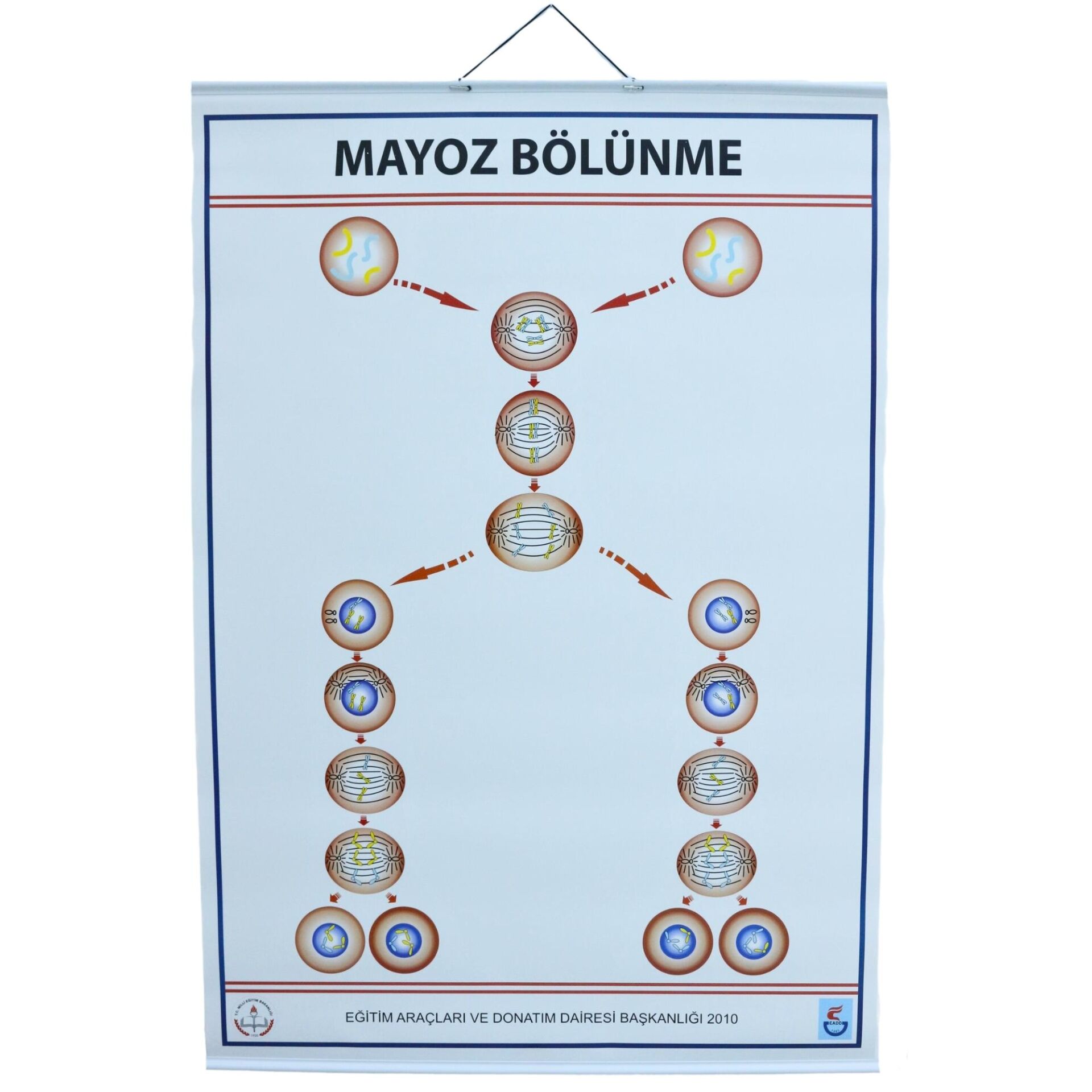 MAYOZ LEVHASI (70X100 CM)