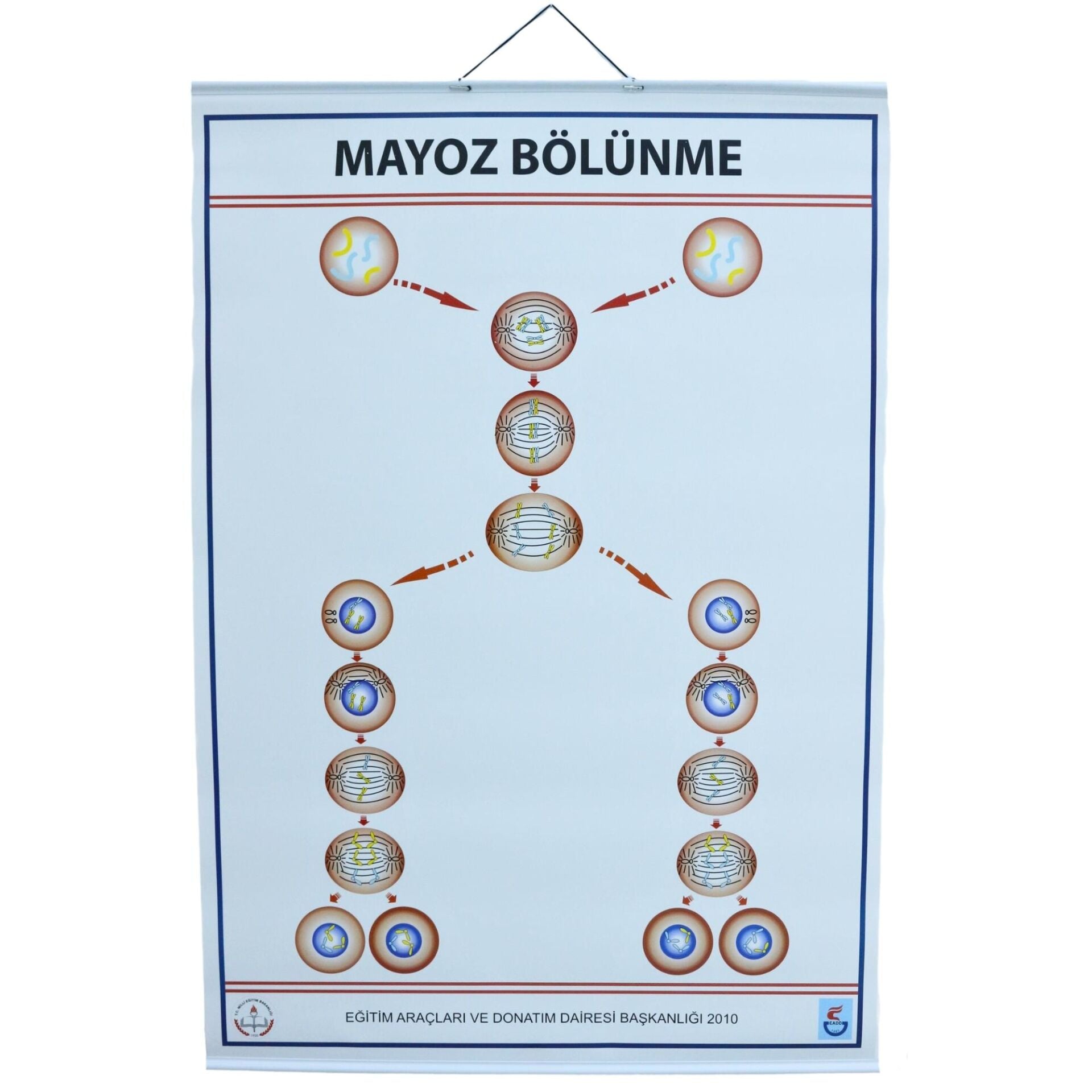MAYOZ LEVHASI (70X100 CM)