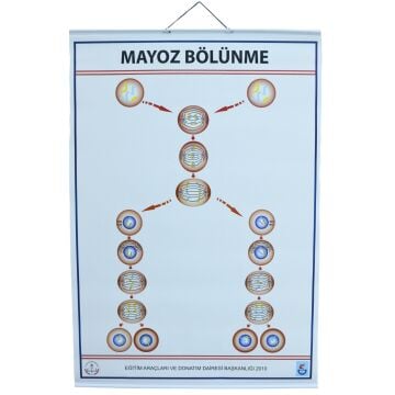 MAYOZ LEVHASI (70X100 CM)