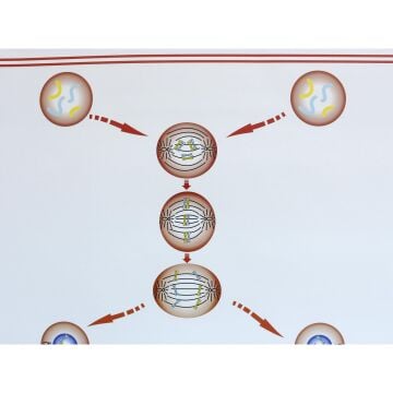 MAYOZ LEVHASI (70X100 CM)