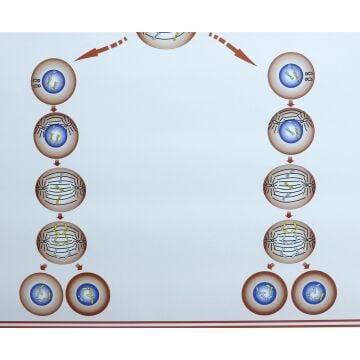 MAYOZ LEVHASI (70X100 CM)