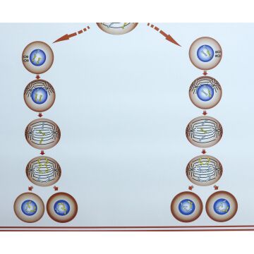 MAYOZ LEVHASI (70X100 CM)