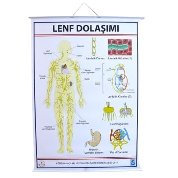 LENF DOLAŞIMI LEVHASI
