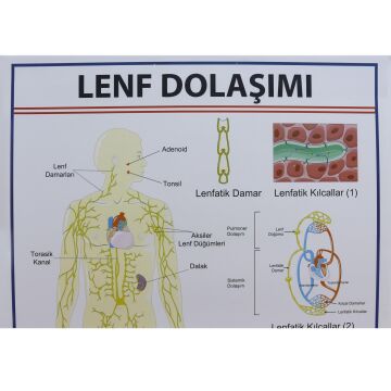 LENF DOLAŞIMI LEVHASI