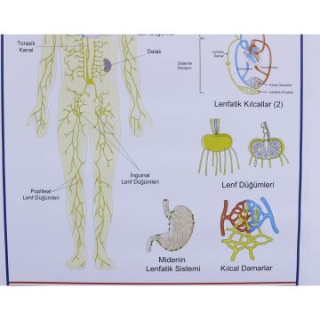 LENF DOLAŞIMI LEVHASI