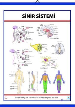 SİNİR SİSTEMİ LEVHASI