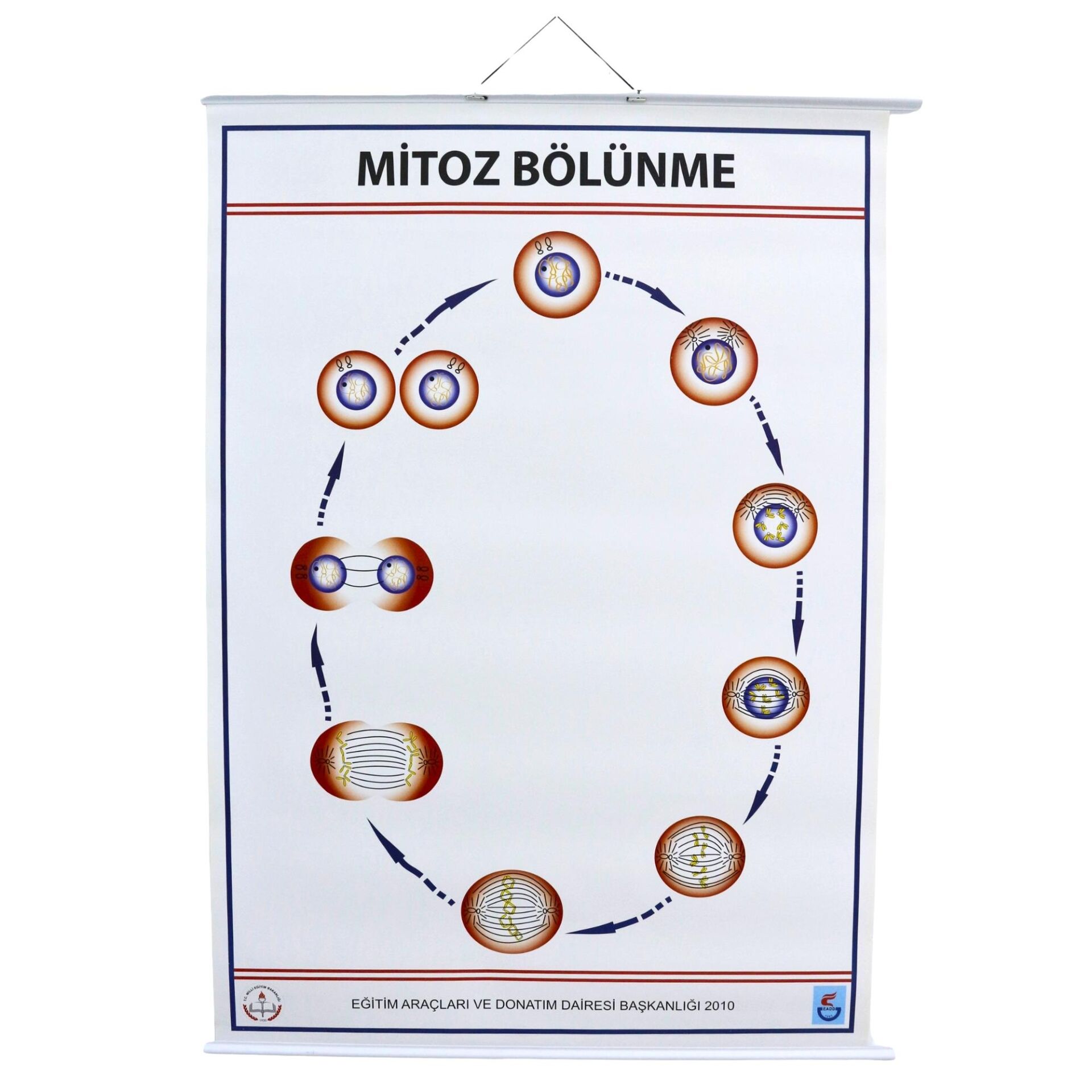 MİTOZ LEVHASI (70X100 CM)