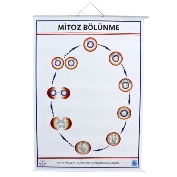 MİTOZ LEVHASI (70X100 CM)