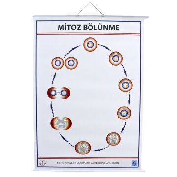 MİTOZ LEVHASI (70X100 CM)