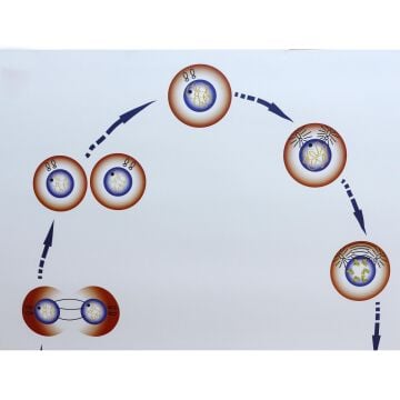 MİTOZ LEVHASI (70X100 CM)