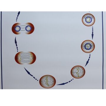 MİTOZ LEVHASI (70X100 CM)